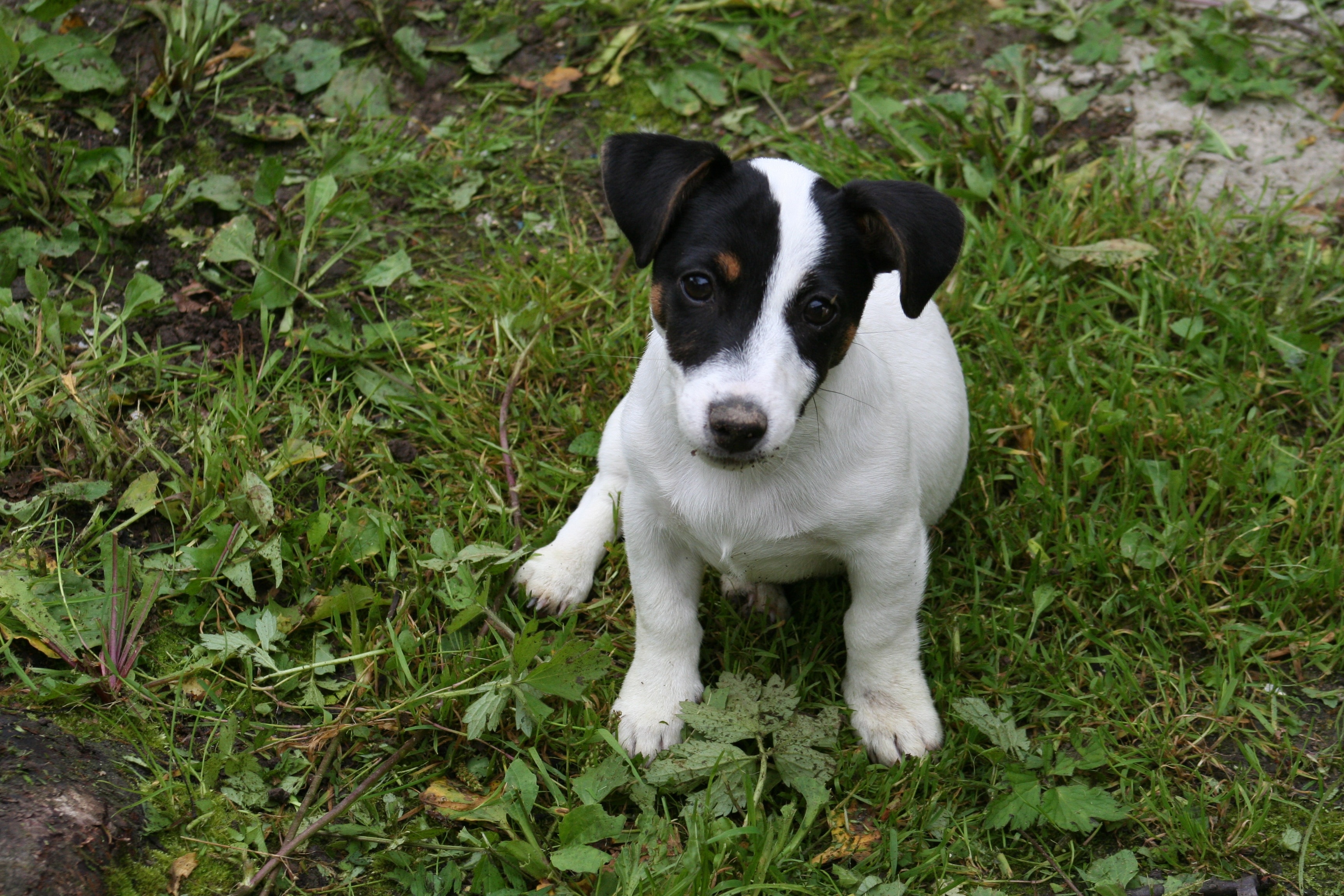 white and black puppy