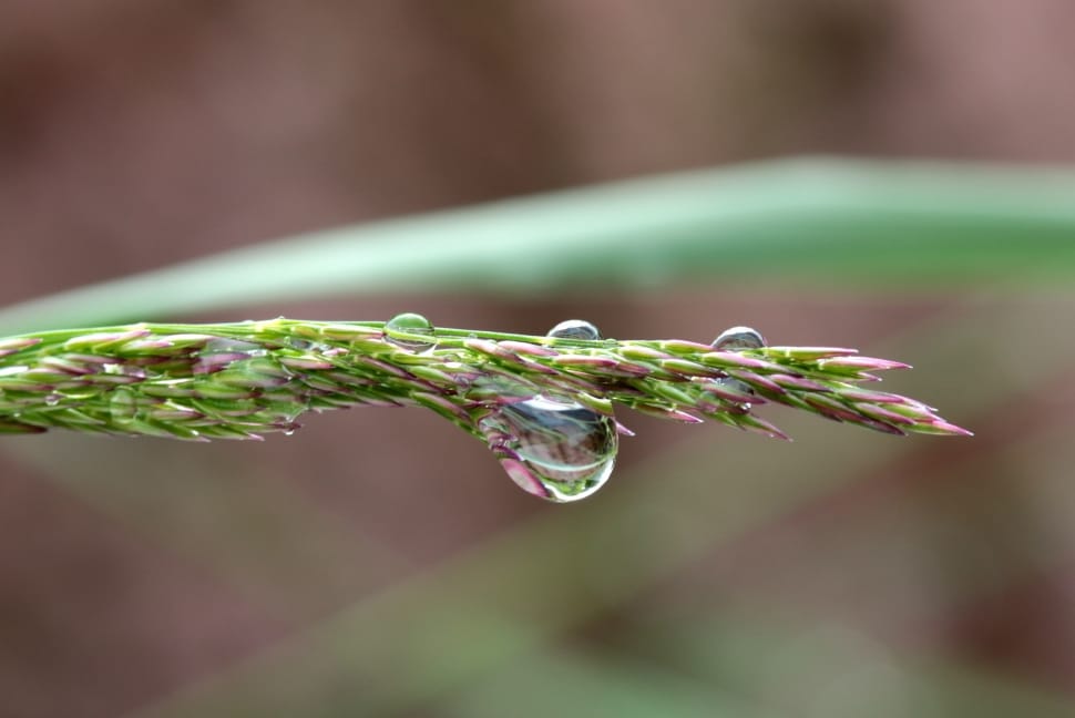 close-up photo of a water dew on a green plant preview