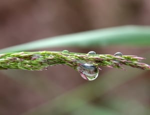 close-up photo of a water dew on a green plant thumbnail