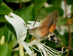 Butterfly, Moth, Hummingbird Hawk-Moth, insect, animal themes thumbnail