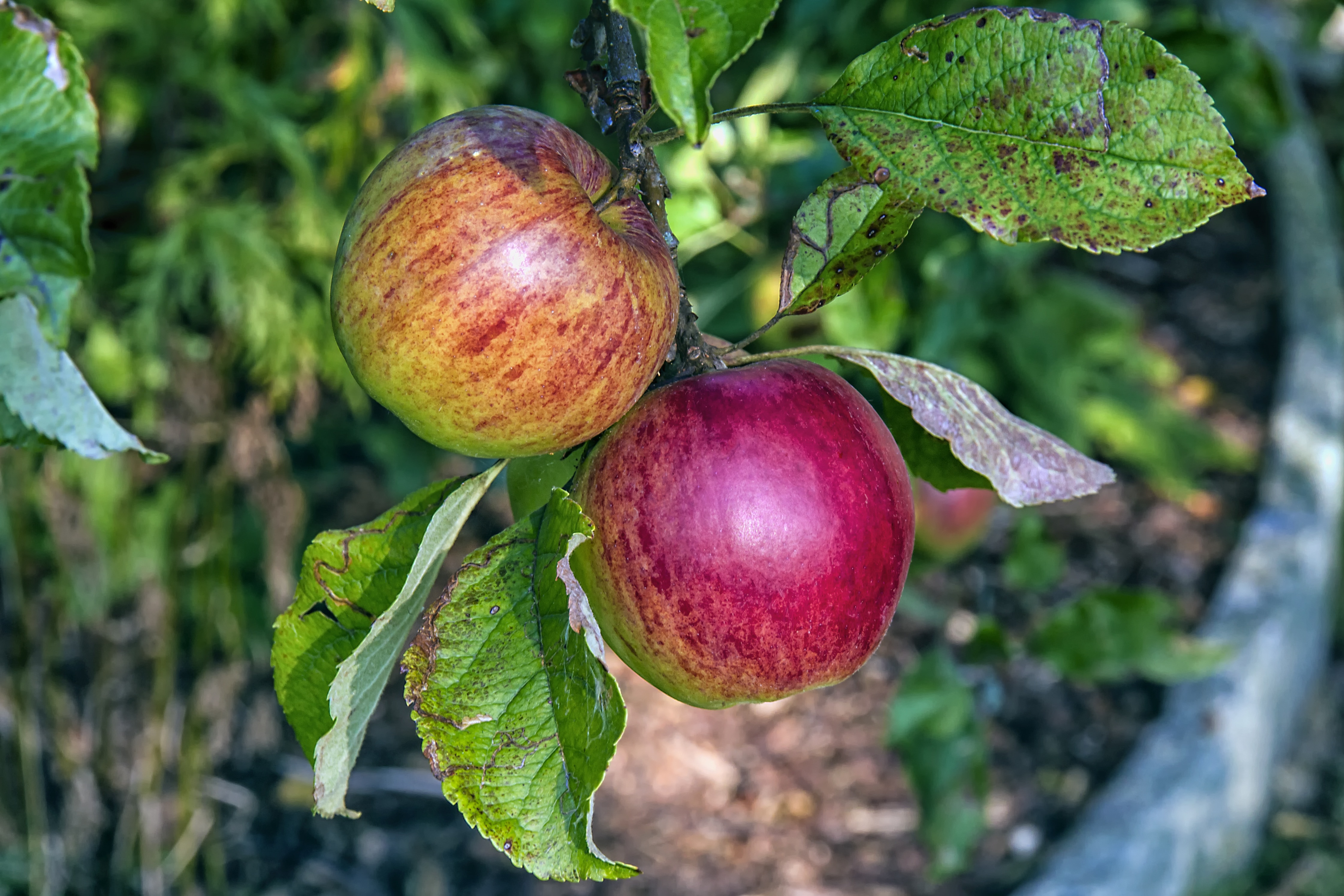 two red fuji apples