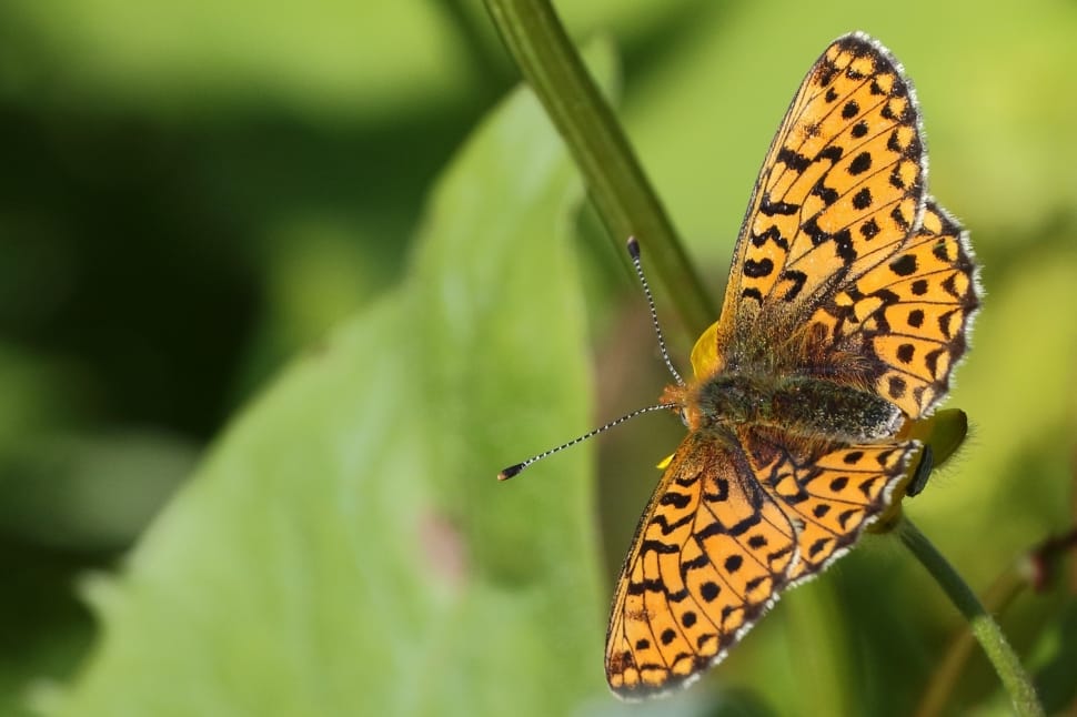 Fritillary, Insect, Orange, Butterfly, one animal, animals in the wild preview