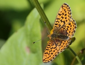 Fritillary, Insect, Orange, Butterfly, one animal, animals in the wild thumbnail