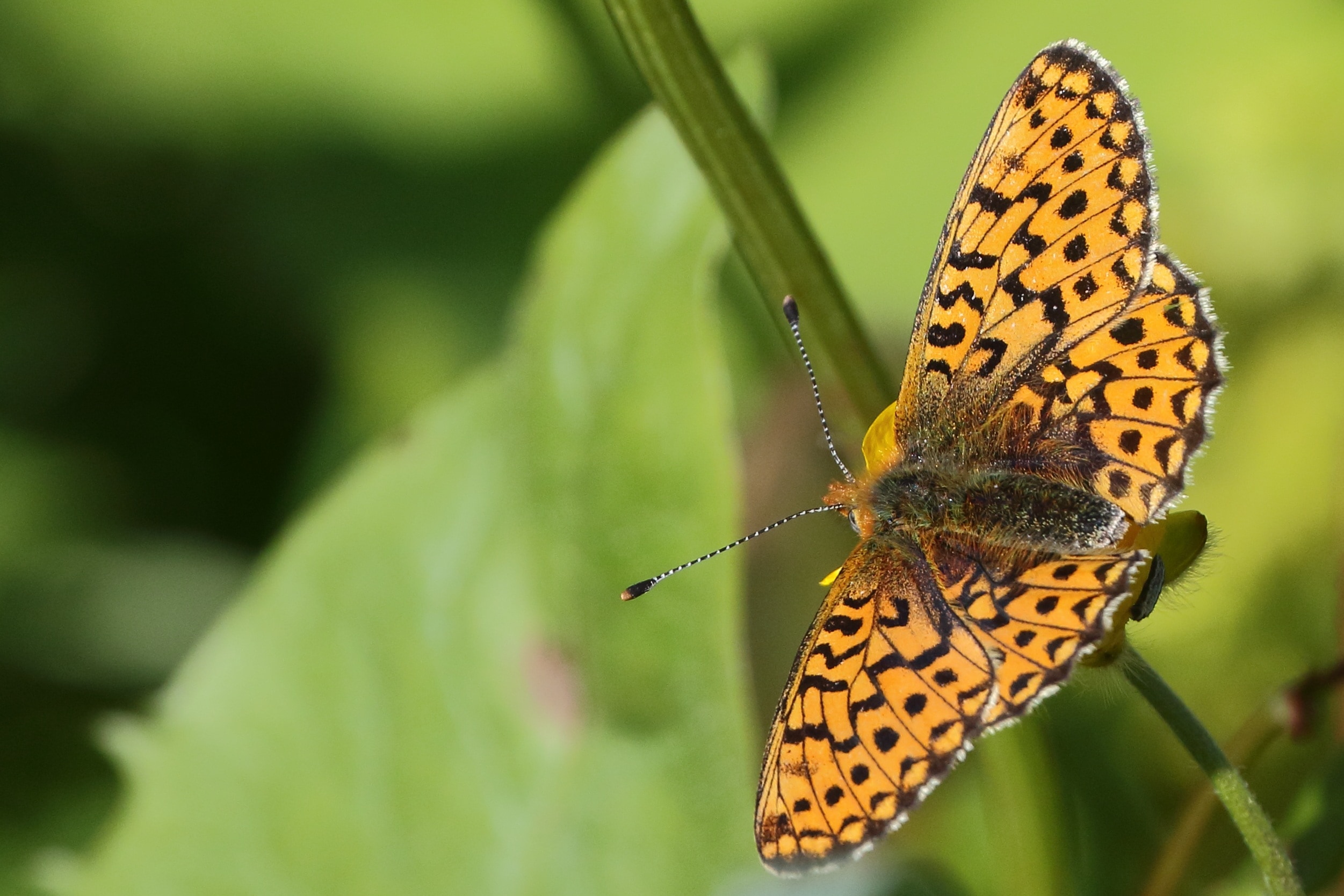 Fritillary, Insect, Orange, Butterfly, one animal, animals in the wild