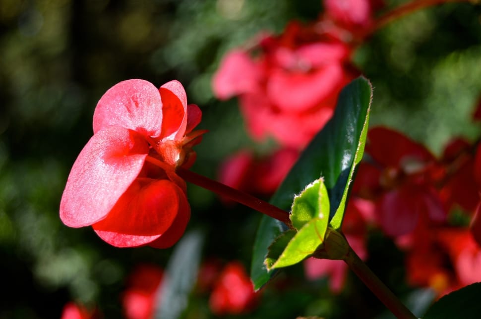 pink begonia preview