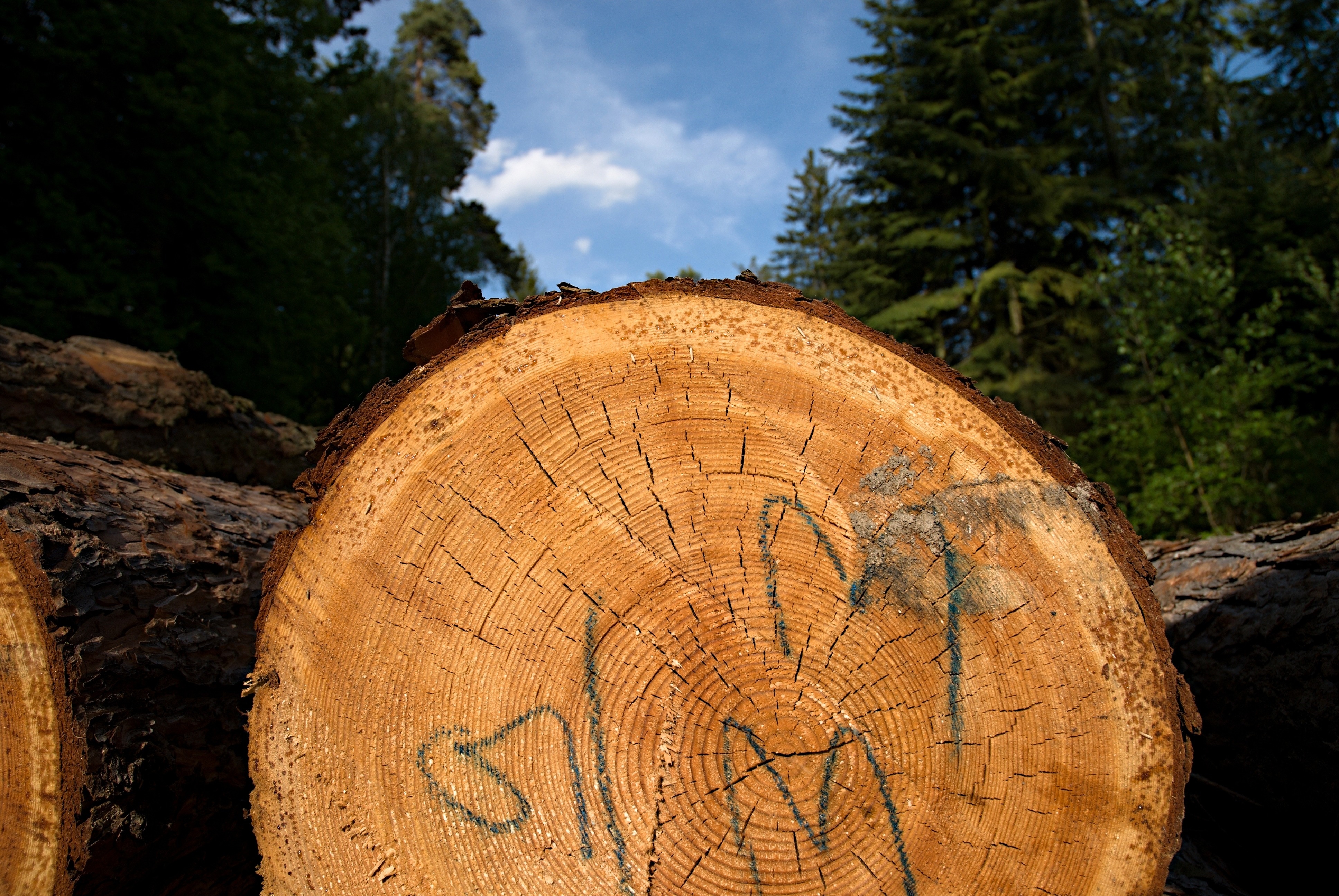 Rings, Strain, Tribes, Wood, Losers, tree, tree ring