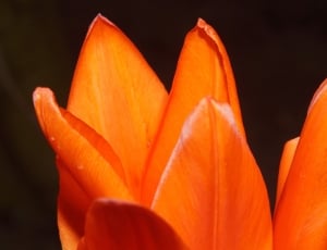 Bloom, Blossom, Delicate Orange, Petals, orange color, flower thumbnail