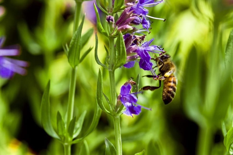 yellow and brown honey bee and purple flowers preview