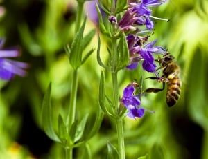 yellow and brown honey bee and purple flowers thumbnail