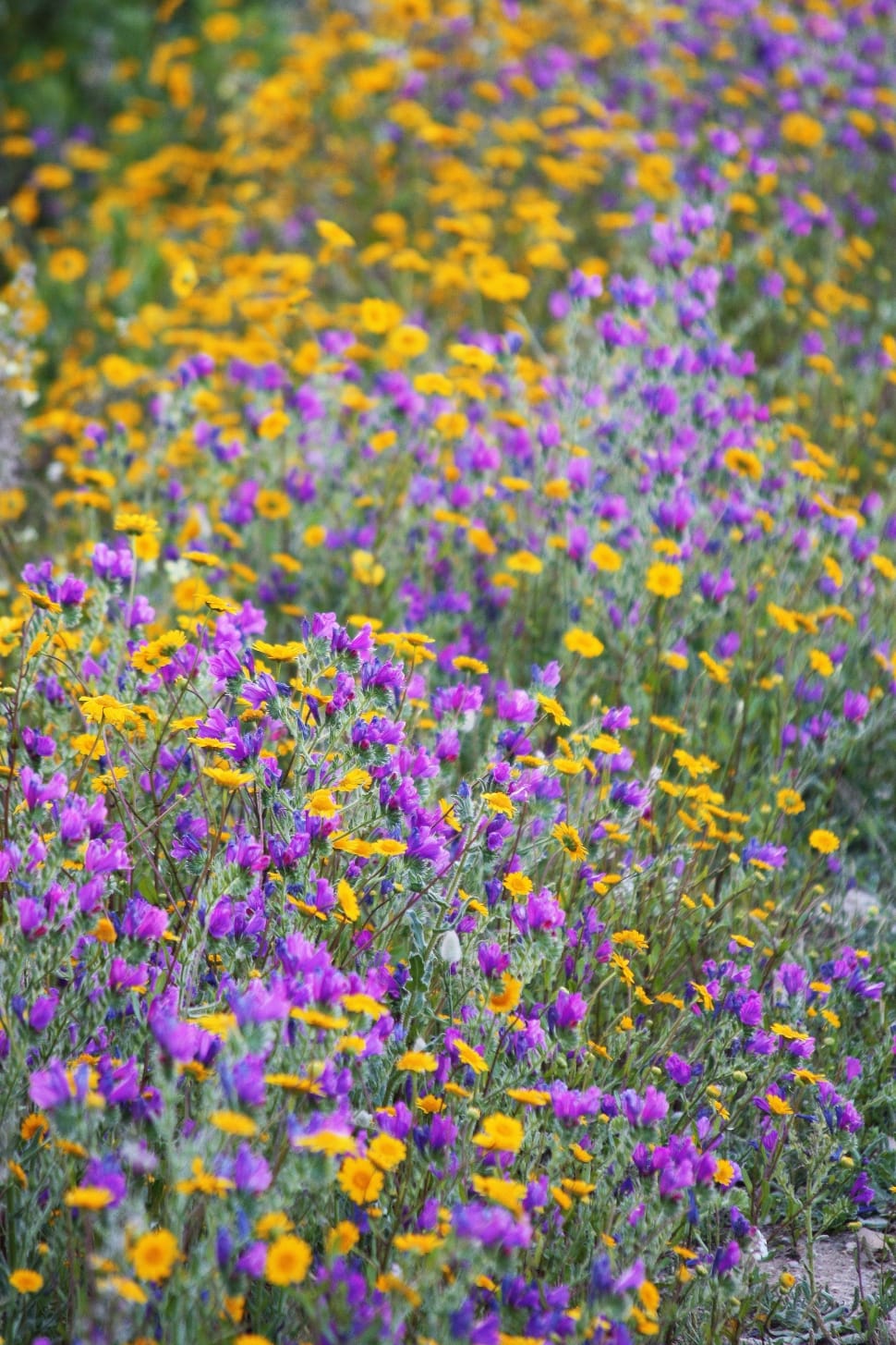 yellow and purple flowers preview