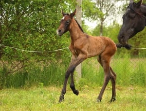 brown pony and black horse thumbnail