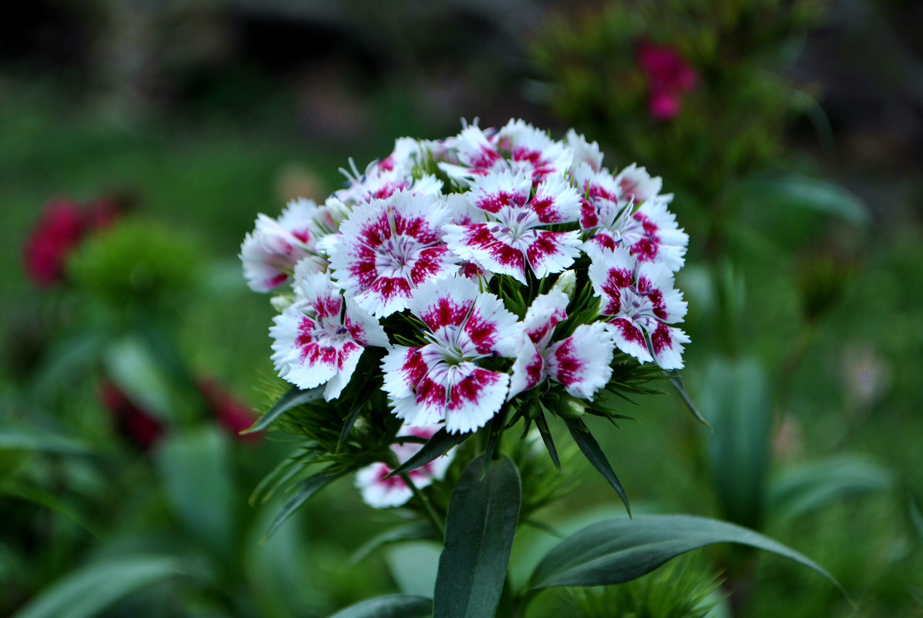 white-and-pink flowers