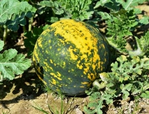green and yellow round vegetable thumbnail