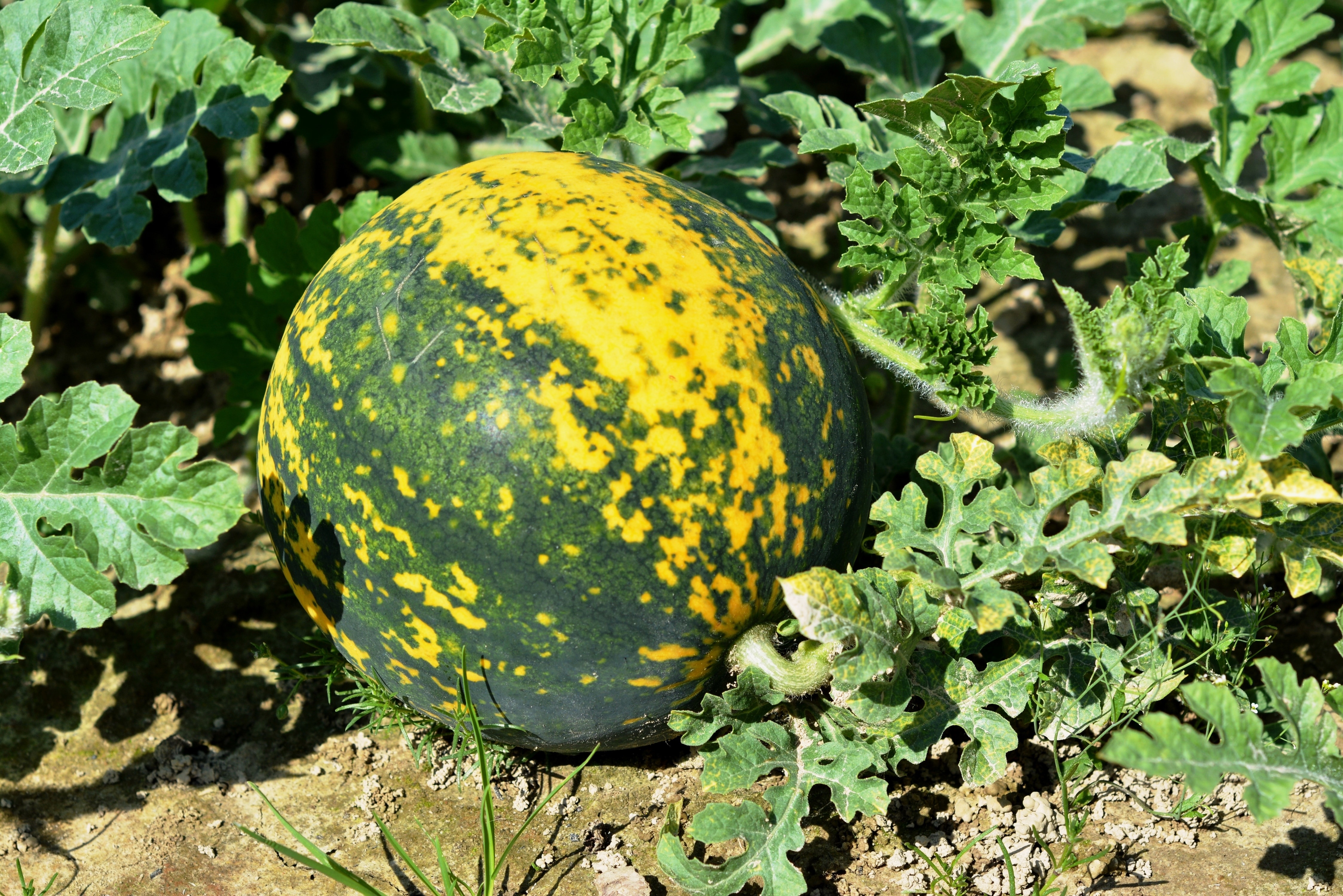 green and yellow round vegetable