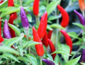 orange and blue chili peppers thumbnail
