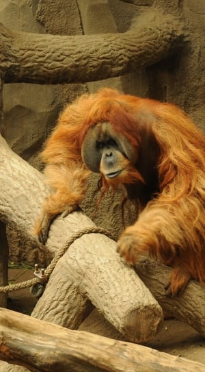 orangutan perching on grey concrete brunch inside the cage thumbnail
