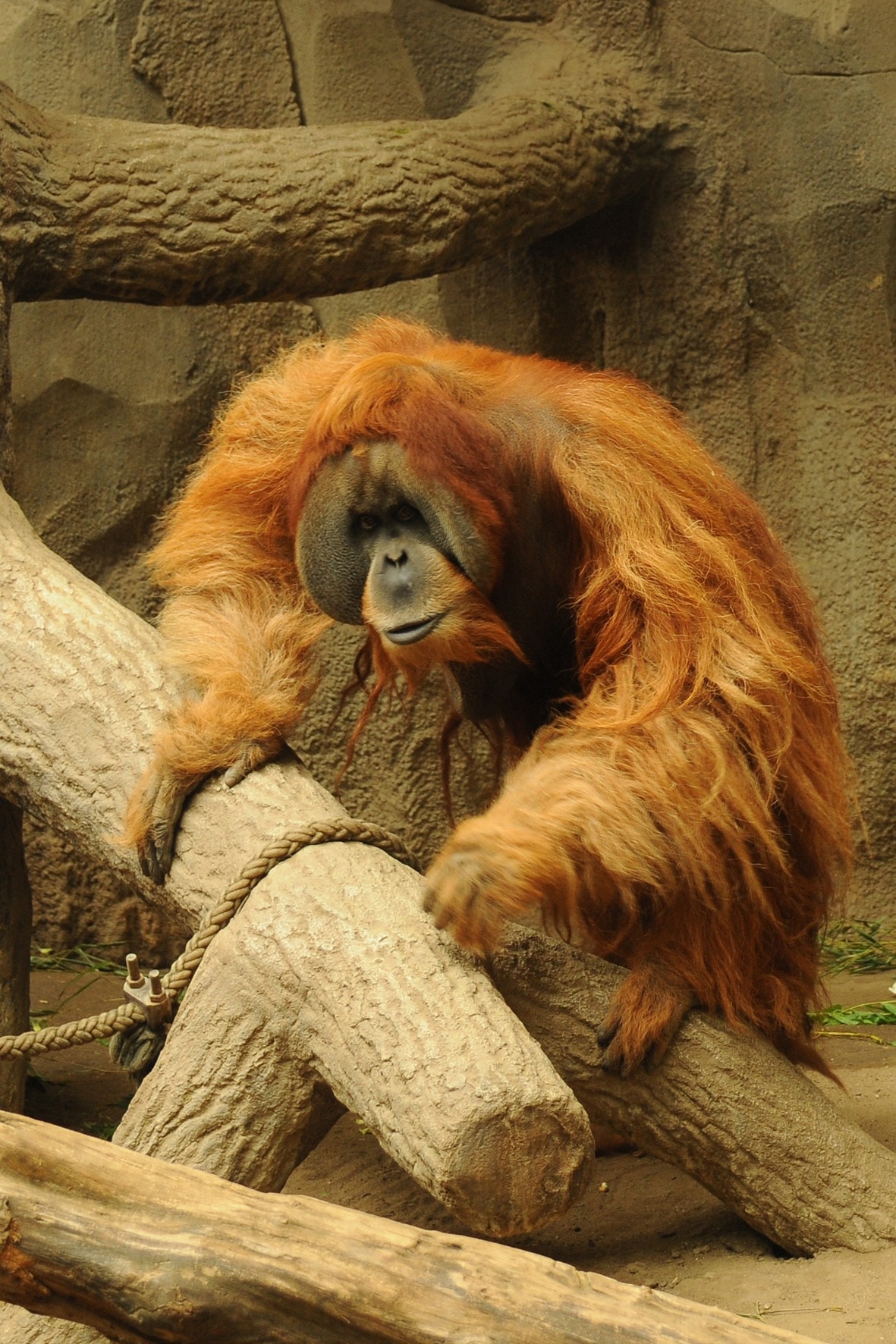 orangutan perching on grey concrete brunch inside the cage