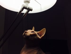 brown cat standing under table lamp thumbnail