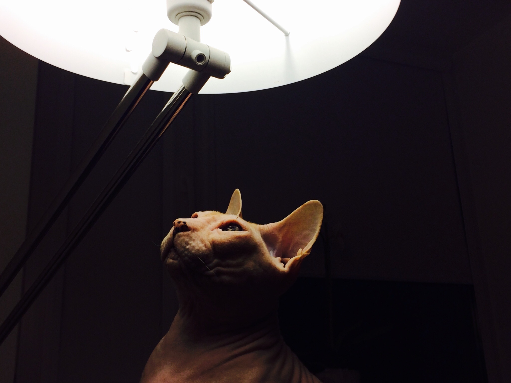 brown cat standing under table lamp