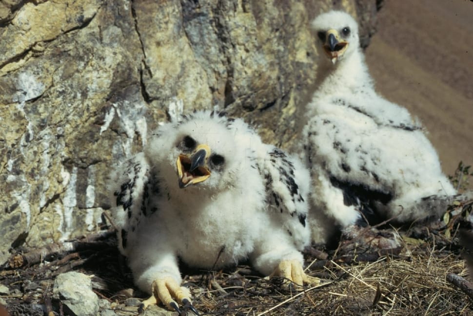 Golden Eagles, Chicks, Eaglets, Nest, animals in the wild, animal preview
