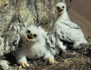 Golden Eagles, Chicks, Eaglets, Nest, animals in the wild, animal thumbnail