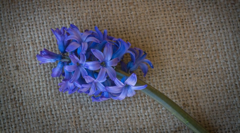 purple hyacinth preview