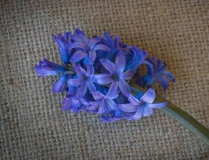 purple hyacinth thumbnail