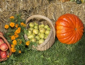 orange pumpkin; red apple; green pears thumbnail