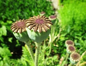 Poppy, Faded, Seeds, Brown, Green, flower, growth thumbnail