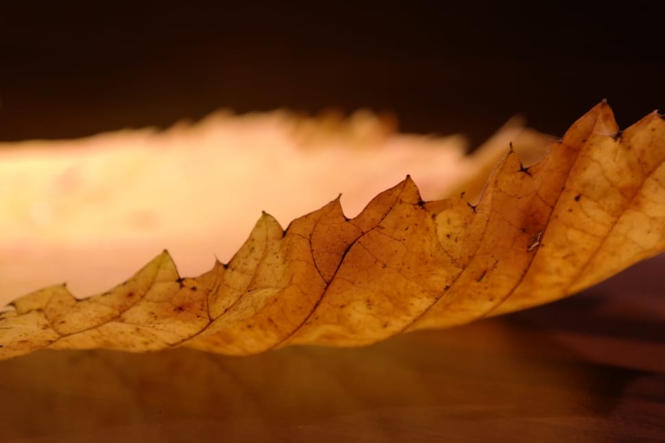 Elm Leaf, Edge, Perforation, autumn, leaf preview