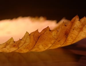 Elm Leaf, Edge, Perforation, autumn, leaf thumbnail