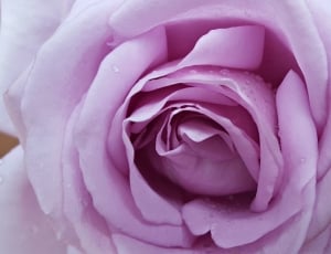 macro photo of pink rose with water drops thumbnail