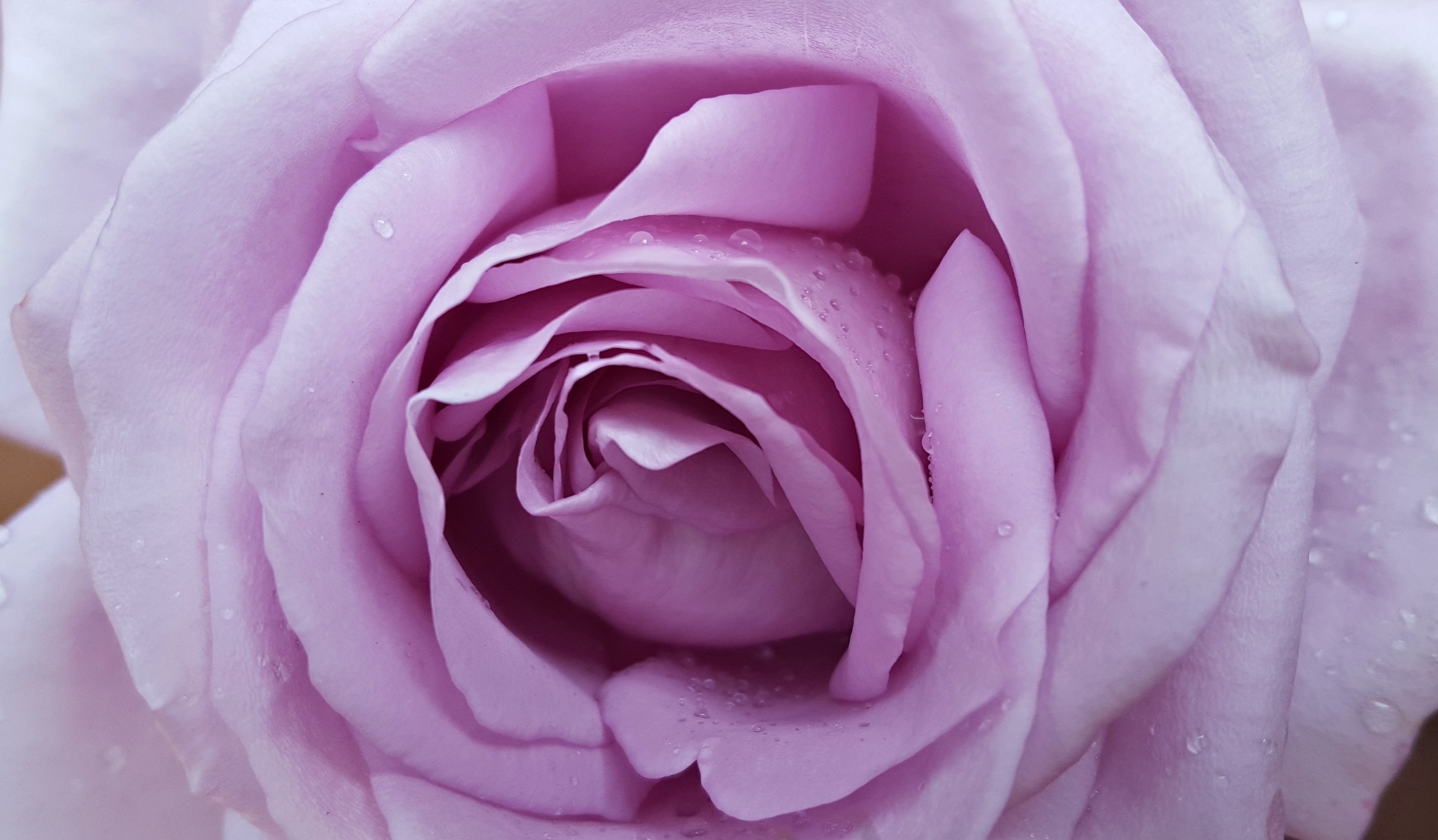 macro photo of pink rose with water drops