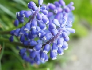 purple bell flower thumbnail