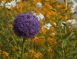 purple clustered flower thumbnail