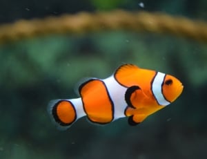 close up photo of a clownfish thumbnail
