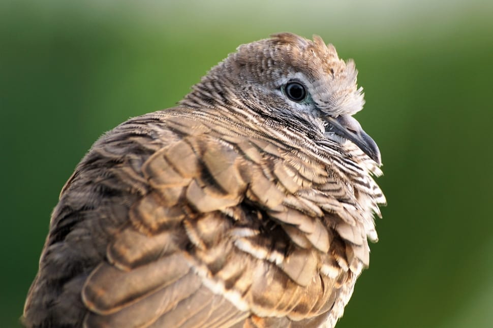 selective photography of mourning dove preview