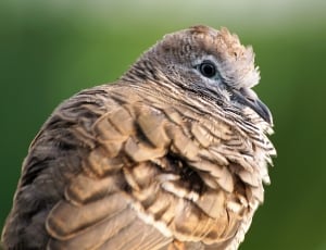 selective photography of mourning dove thumbnail