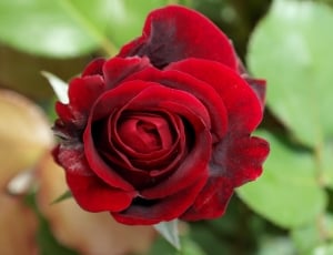 Flower, Red, Rose, flower, rose - flower thumbnail
