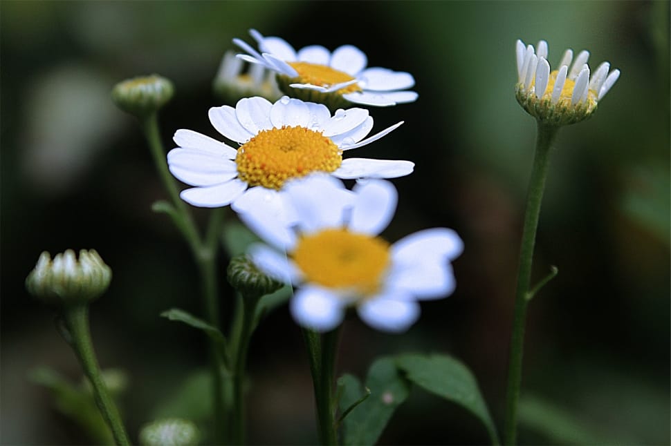 white daisies preview