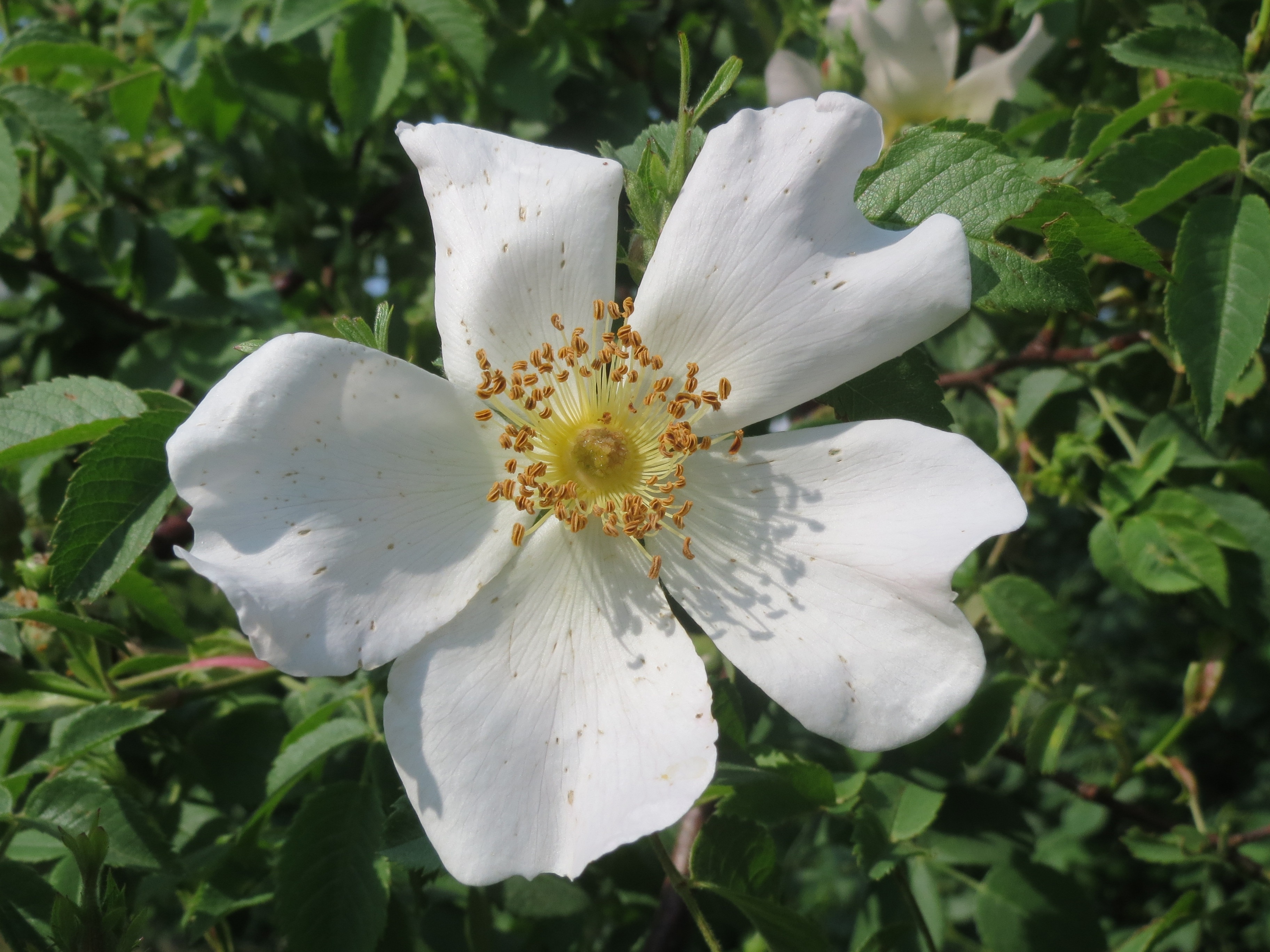 white outdoor flower