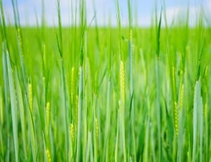 Wheat Field, Shoots, Seed, Sowing, Wheat, green color, nature thumbnail