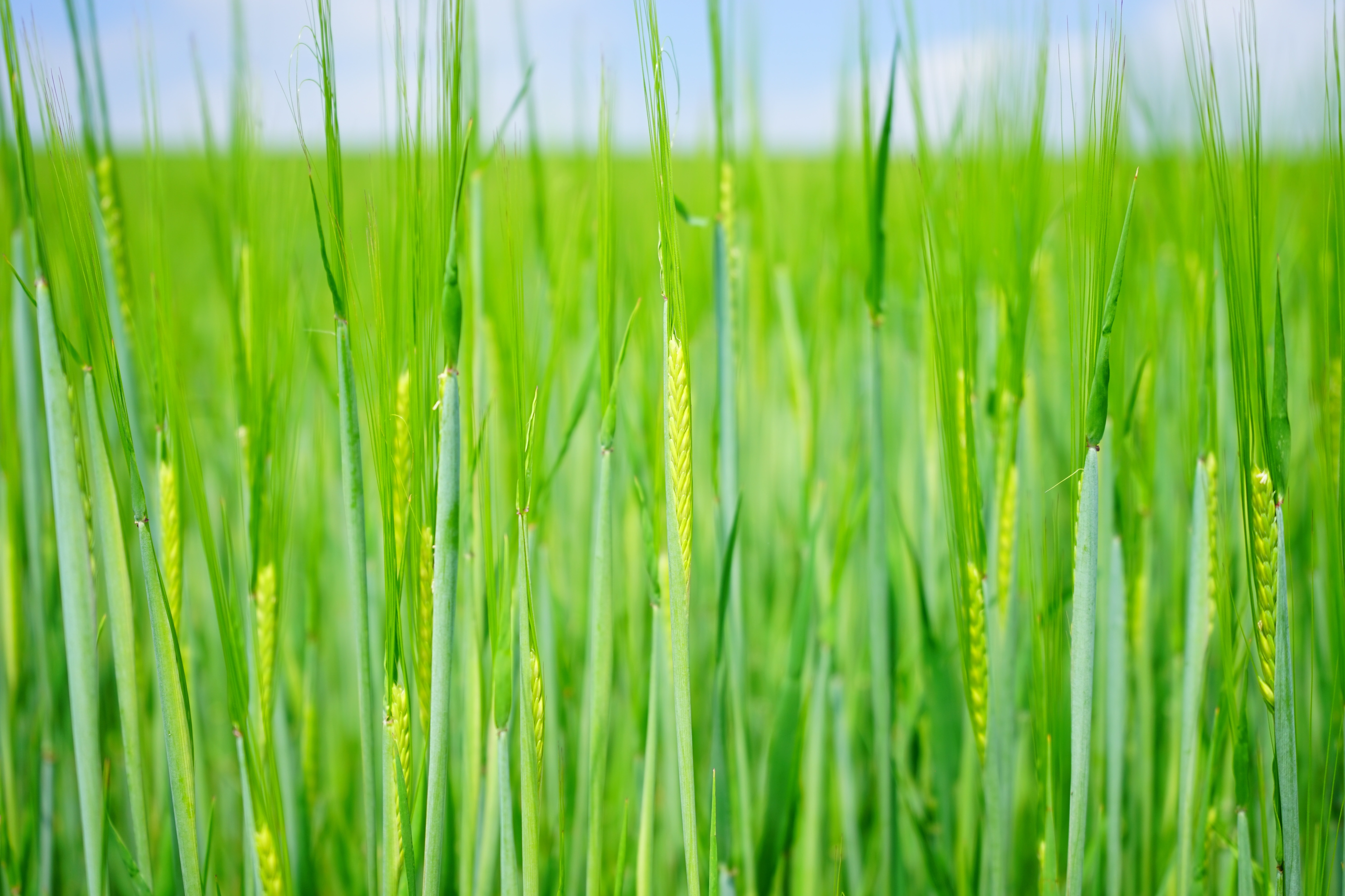 Wheat Field, Shoots, Seed, Sowing, Wheat, green color, nature