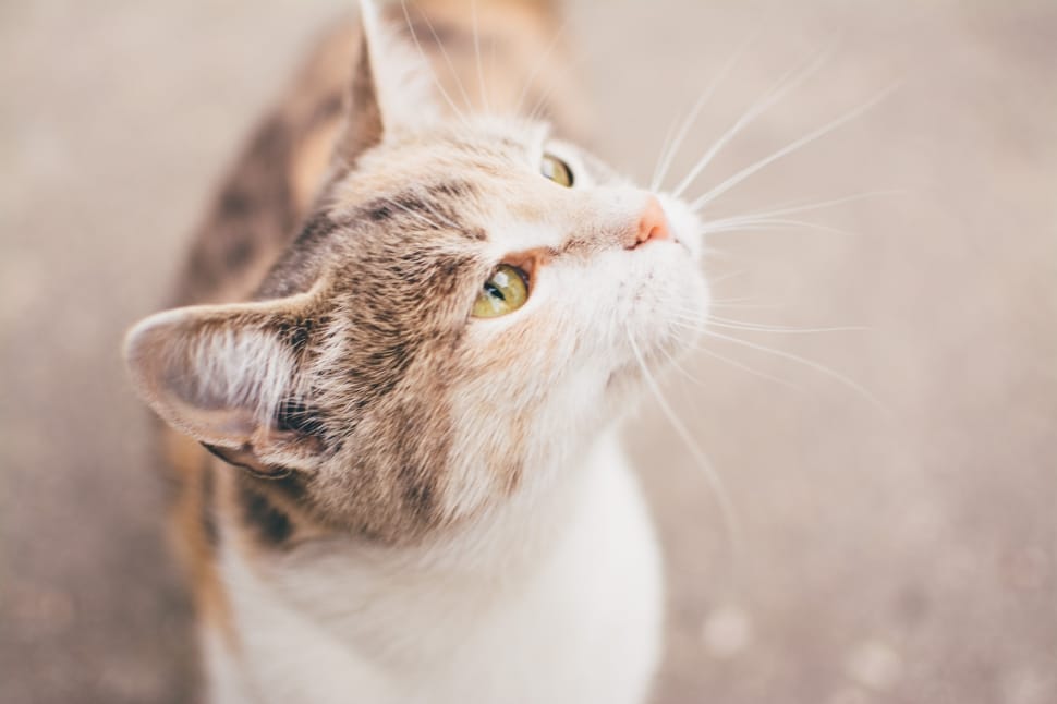 shallow focus photography of tri color cat preview