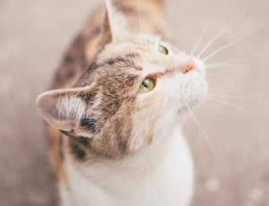 shallow focus photography of tri color cat thumbnail