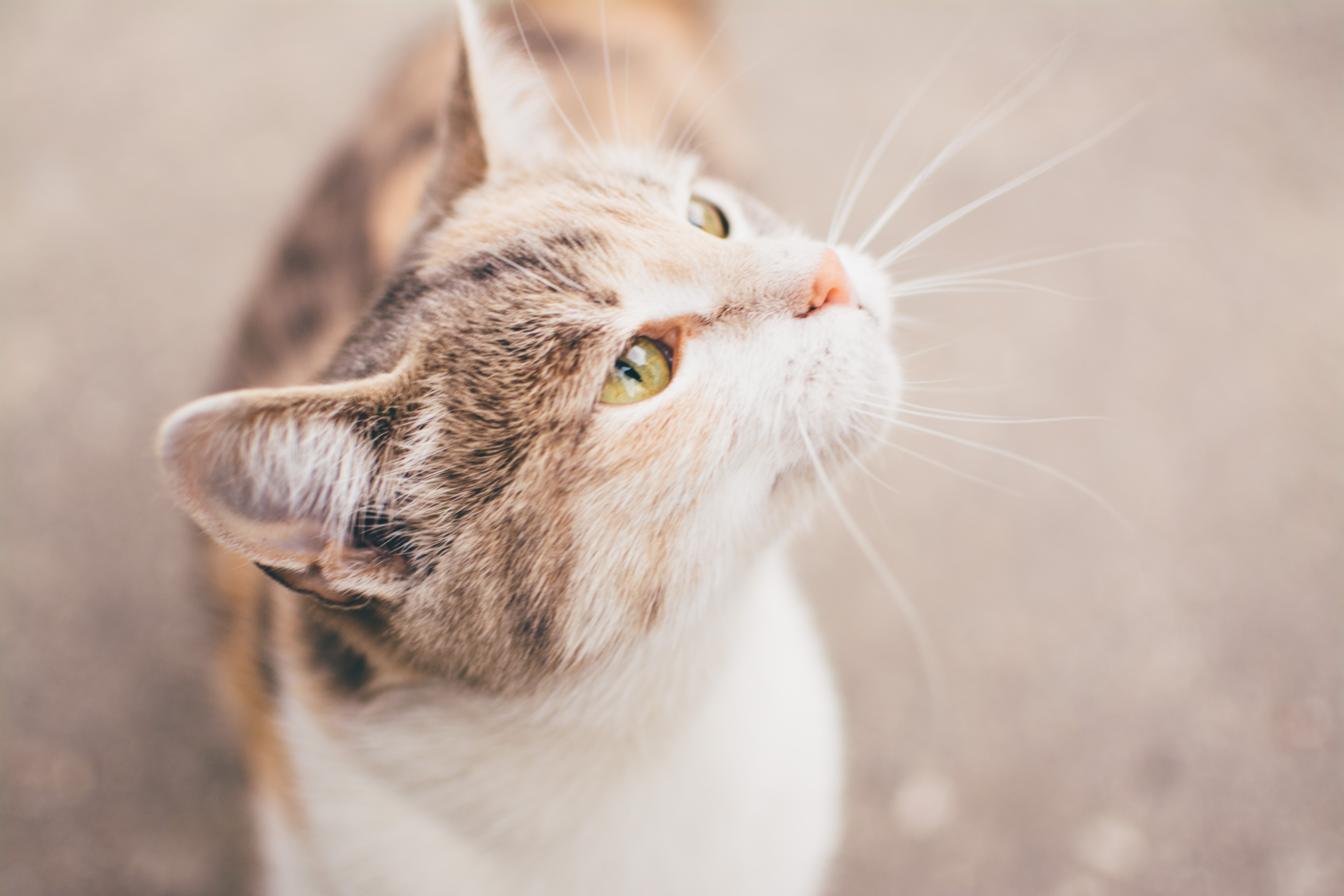 shallow focus photography of tri color cat