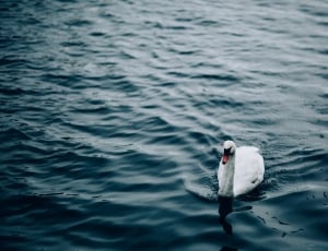 white swan on body of water thumbnail