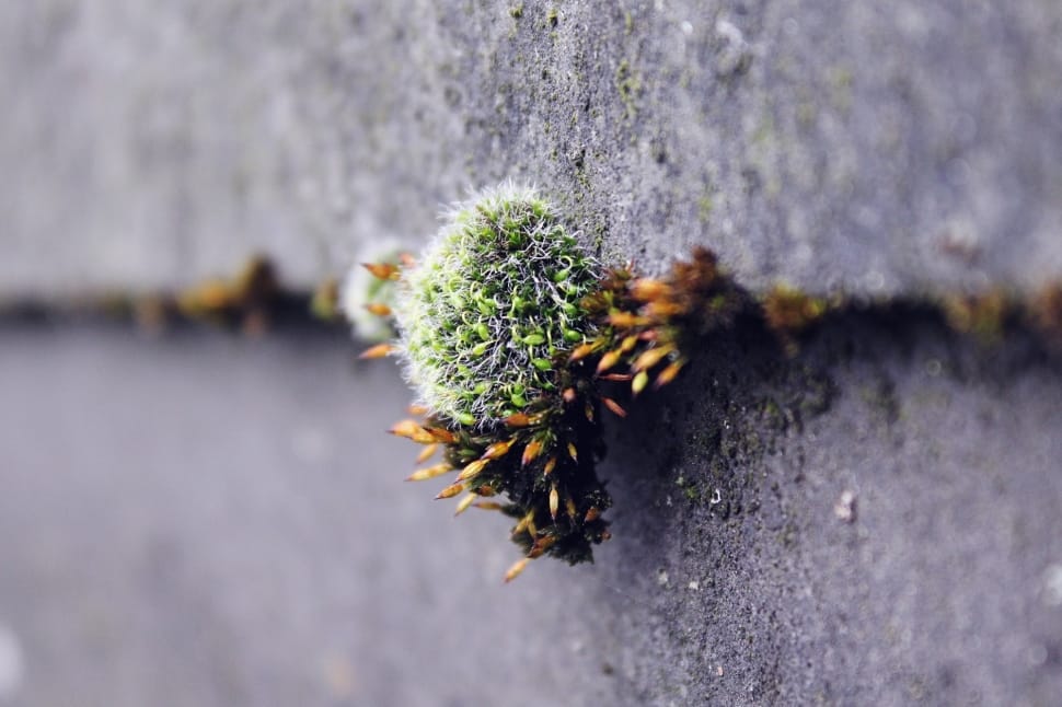 Nature, Stone, Wall, Green, Autumn, Moss, insect, flower preview