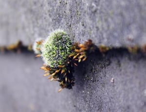 Nature, Stone, Wall, Green, Autumn, Moss, insect, flower thumbnail