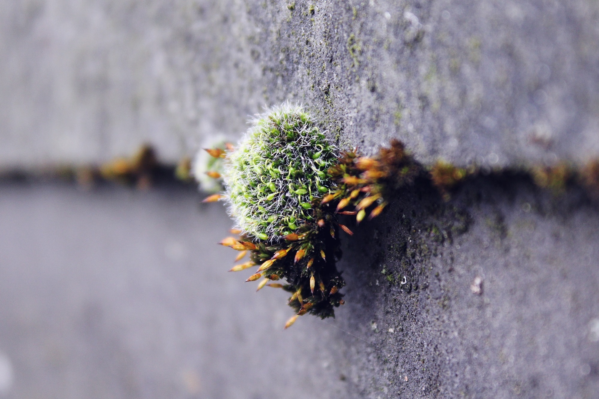 Nature, Stone, Wall, Green, Autumn, Moss, insect, flower